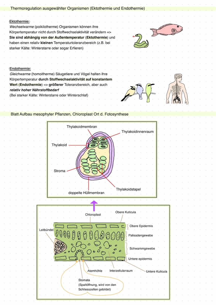 20 Abiotische Faktoren und deren Einfluss
abiotisch (unbelebte Umwelt)
Licht, Temperatur, Salzgehalt, Wasser,
Radioaktivität, Wind, Schadsto
