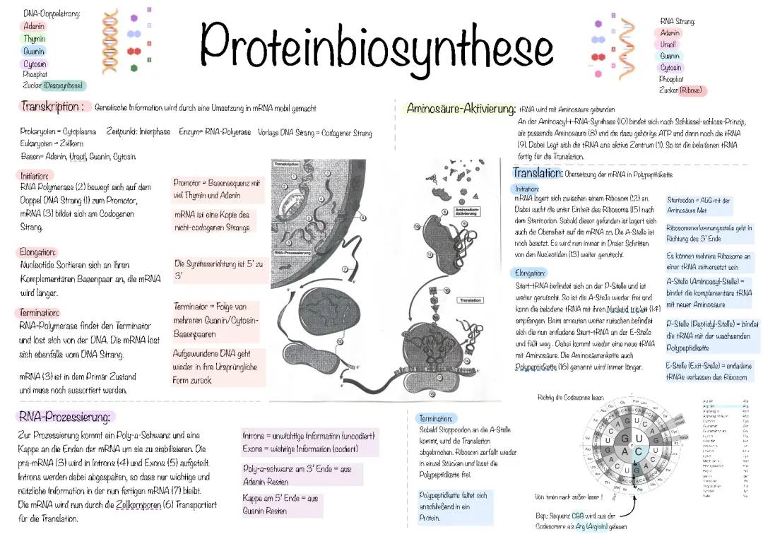 Proteinbiosynthese einfach erklärt: Tabelle, Transkription und Translation