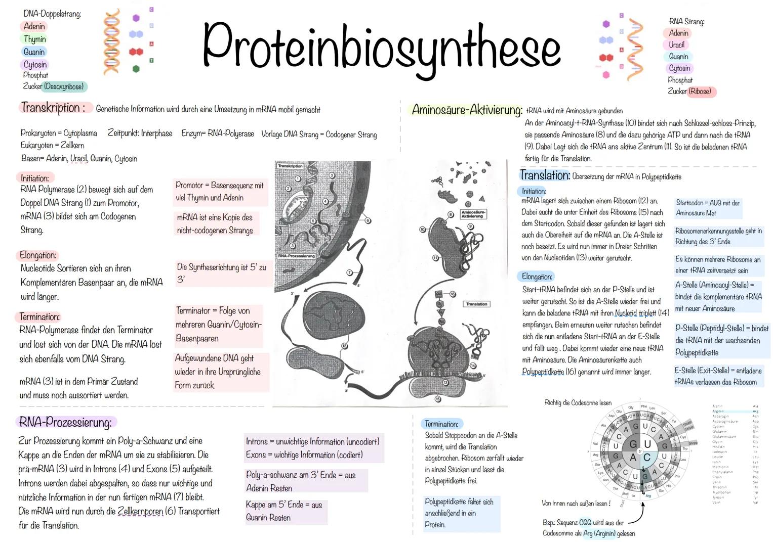 DNA-Doppelstrang:
Adenin
Thymin
Guanin
200000
Cytosin
Phosphat
Zucker (Desoxyribose)
Transkription: Genetische Information wird durch eine U