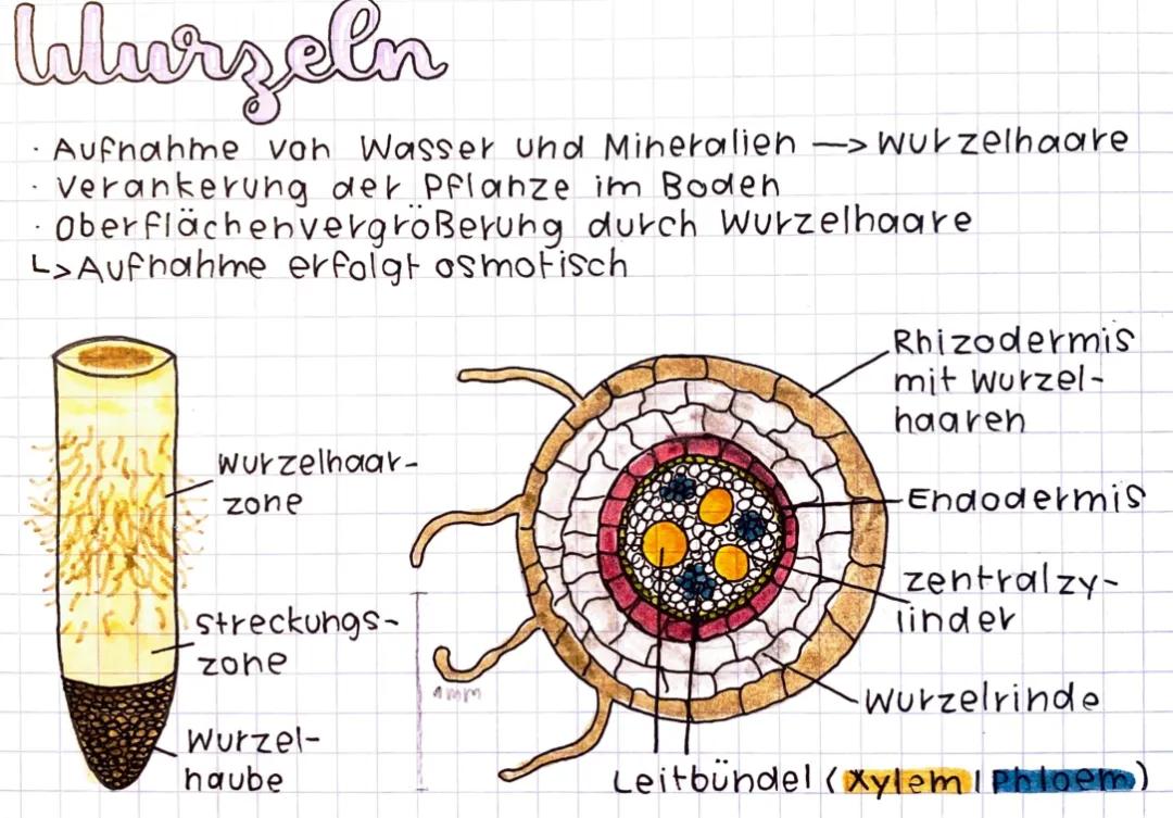 Ökologie Wassertransport Wurzeln 🌳🤓
