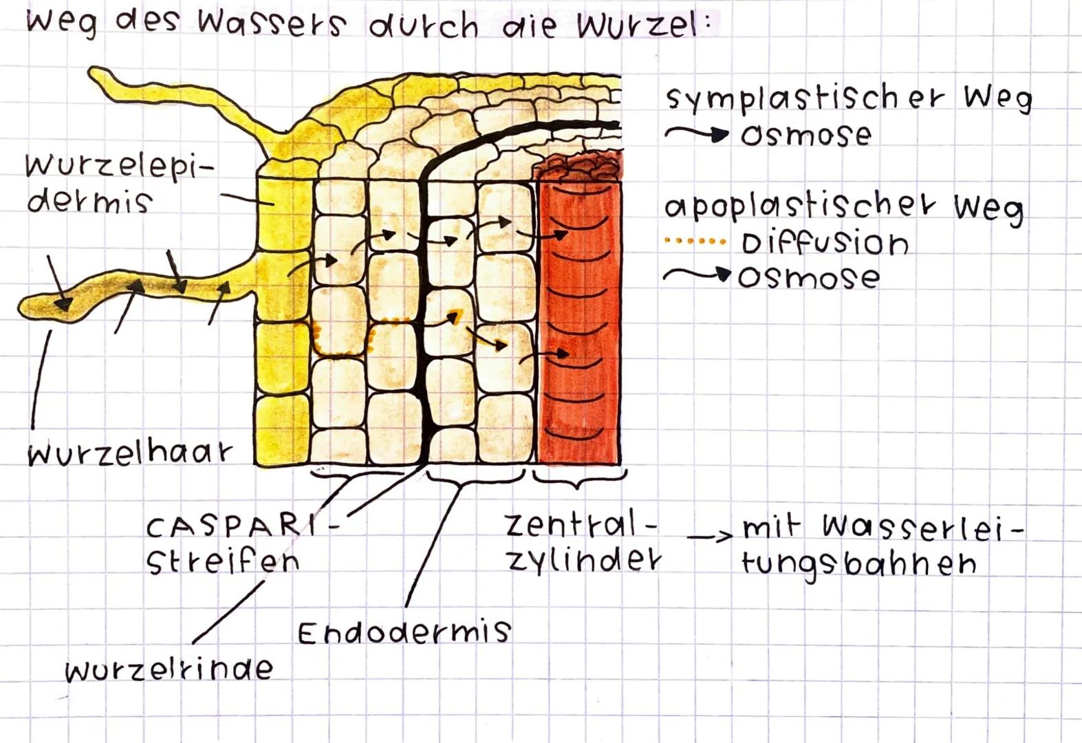 Wurzeln
· Aufnahme von Wasser und Mineralien -> wurzelhaare
verankerung der Pflanze im Boden
-
· Oberflächenvergrößerung durch Wurzelhaare
L