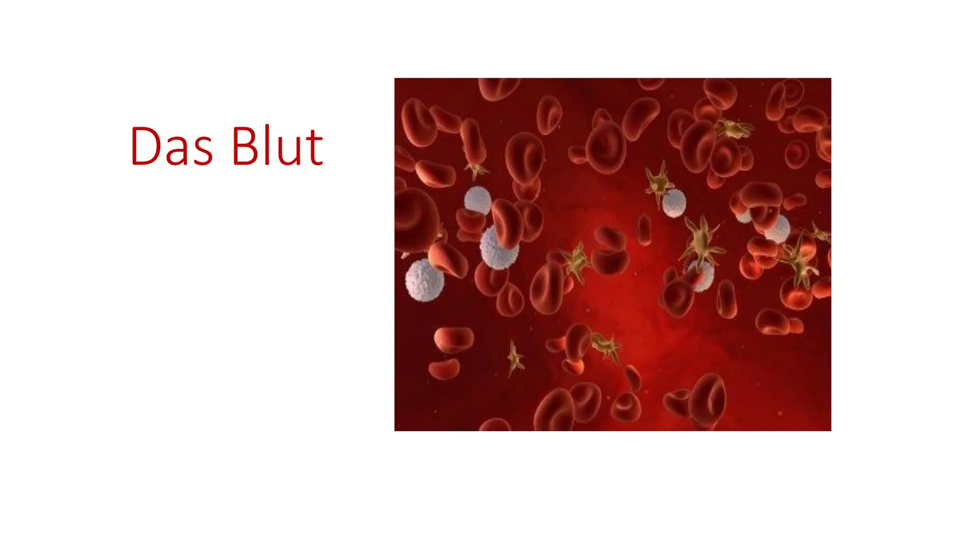 Das Blut
90 -
-
Gliederung
Woher kommt das Blut?
Aufgaben des Blutes
Zusammensetzung des Blutes
Bluttransfusion
- Blutgruppen
- Blutkrankhei
