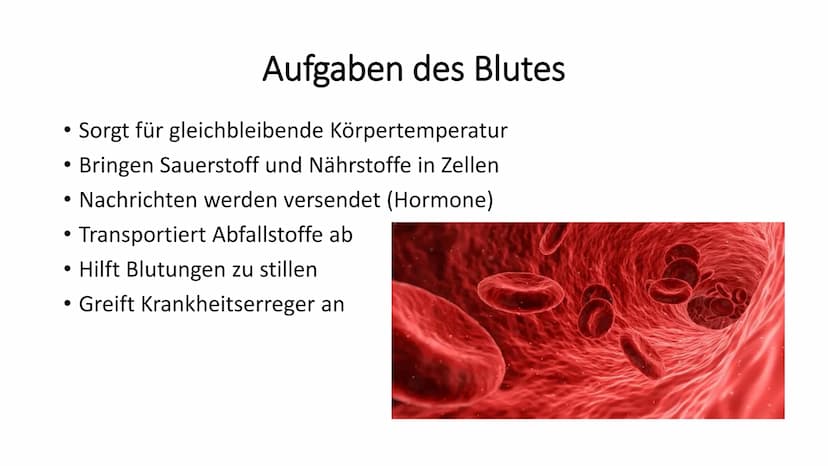 Das Blut
90 -
-
Gliederung
Woher kommt das Blut?
Aufgaben des Blutes
Zusammensetzung des Blutes
Bluttransfusion
- Blutgruppen
- Blutkrankhei