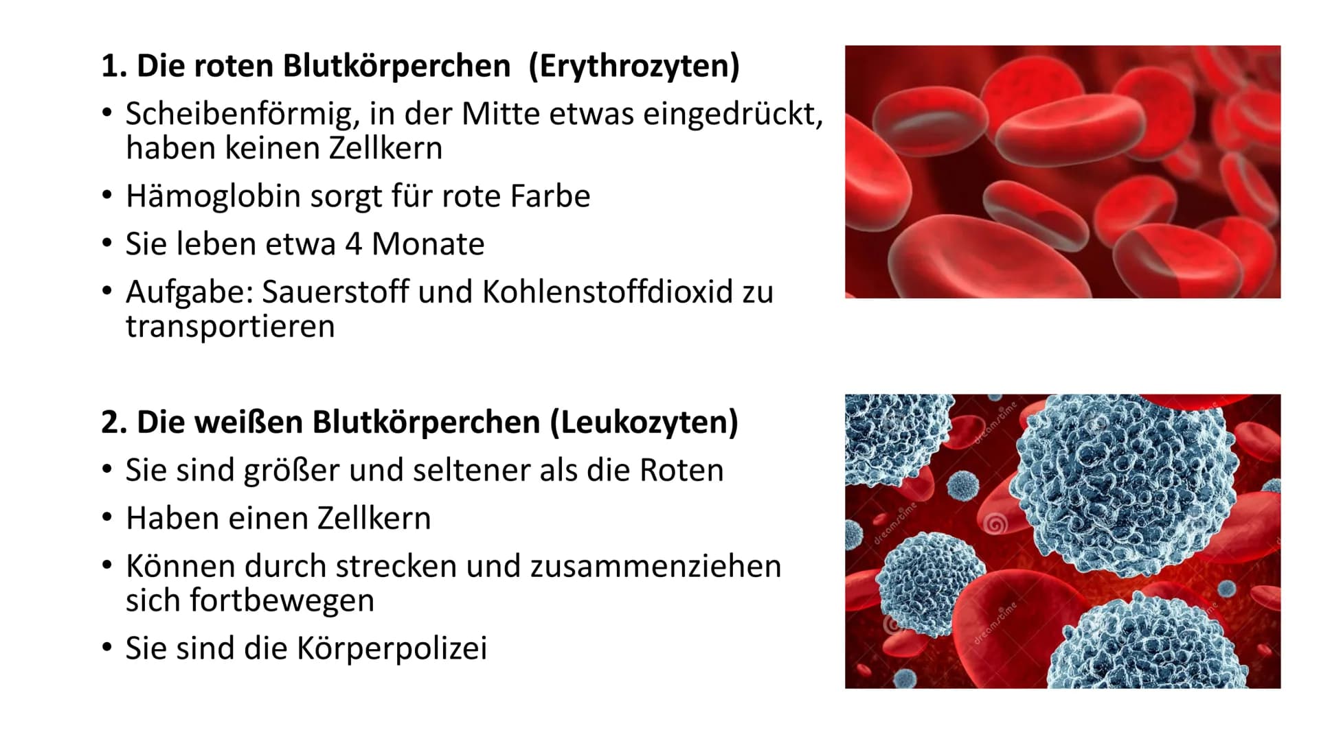 Das Blut
90 -
-
Gliederung
Woher kommt das Blut?
Aufgaben des Blutes
Zusammensetzung des Blutes
Bluttransfusion
- Blutgruppen
- Blutkrankhei