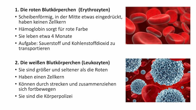 Das Blut
90 -
-
Gliederung
Woher kommt das Blut?
Aufgaben des Blutes
Zusammensetzung des Blutes
Bluttransfusion
- Blutgruppen
- Blutkrankhei