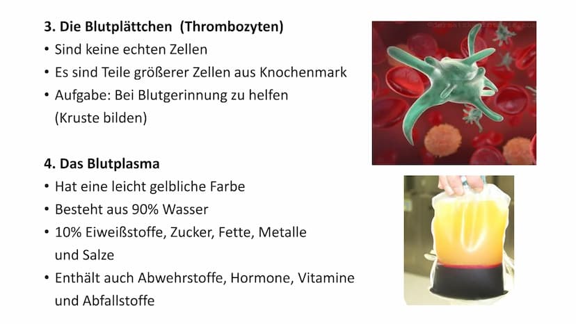 Das Blut
90 -
-
Gliederung
Woher kommt das Blut?
Aufgaben des Blutes
Zusammensetzung des Blutes
Bluttransfusion
- Blutgruppen
- Blutkrankhei