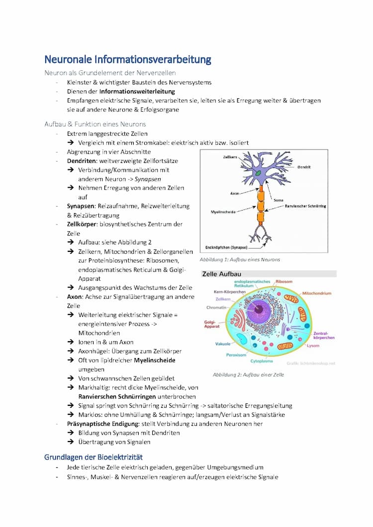 Know Neuronale Informationsverarbeitung - Neurobiologie thumbnail
