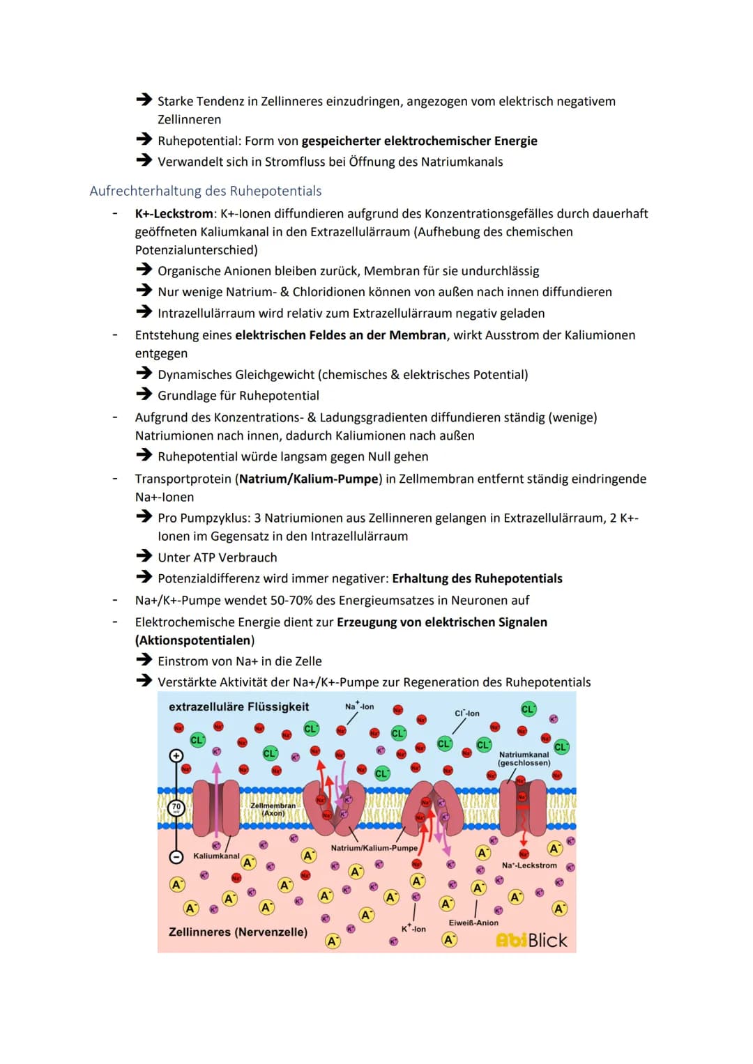 Neuronale Informationsverarbeitung
Neuron als Grundelement der Nervenzellen
Kleinster & wichtigster Baustein des Nervensystems
Dienen der In