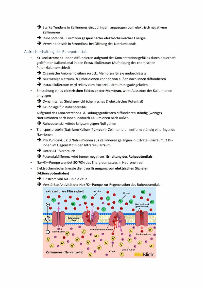Neuronale Informationsverarbeitung
Neuron als Grundelement der Nervenzellen
Kleinster & wichtigster Baustein des Nervensystems
Dienen der In
