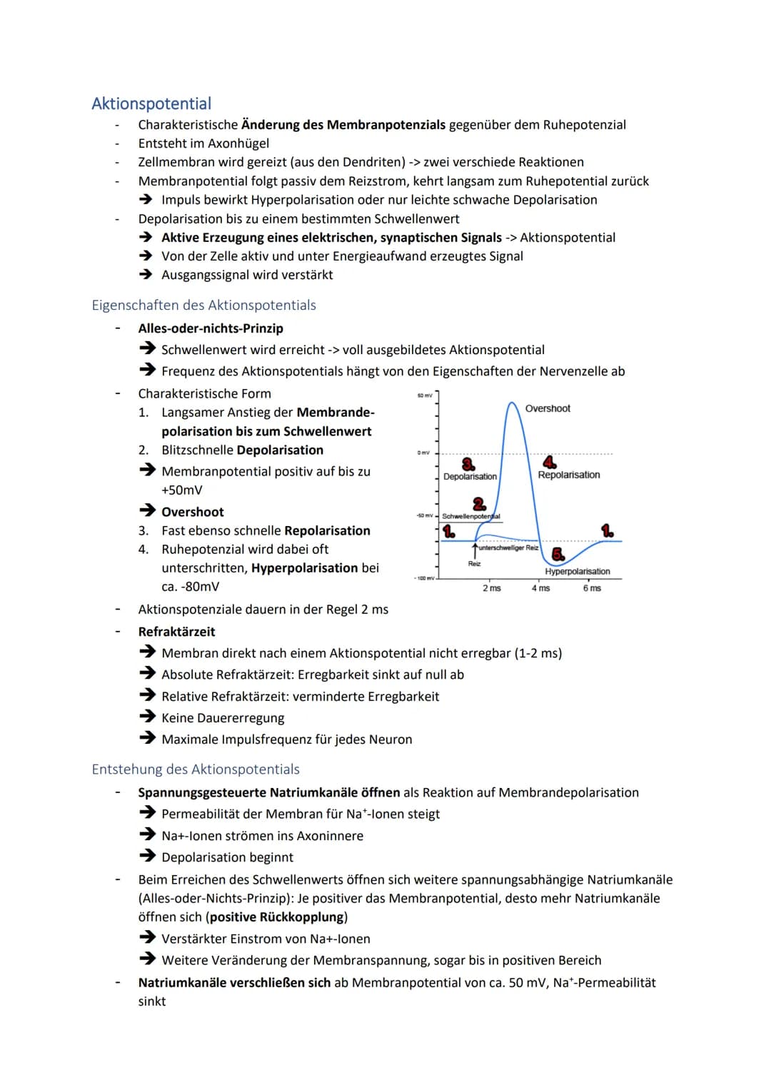 Neuronale Informationsverarbeitung
Neuron als Grundelement der Nervenzellen
Kleinster & wichtigster Baustein des Nervensystems
Dienen der In