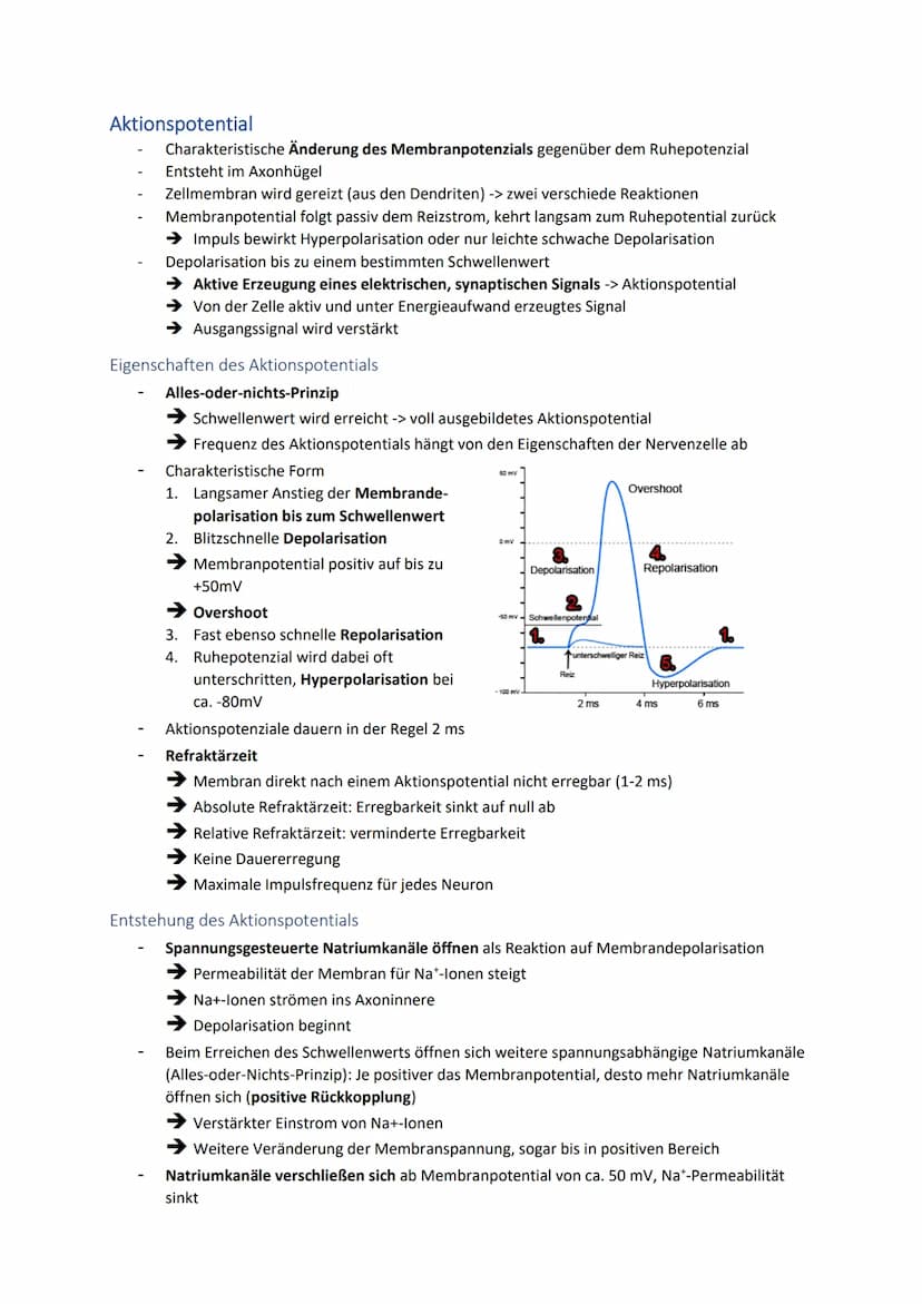 Neuronale Informationsverarbeitung
Neuron als Grundelement der Nervenzellen
Kleinster & wichtigster Baustein des Nervensystems
Dienen der In
