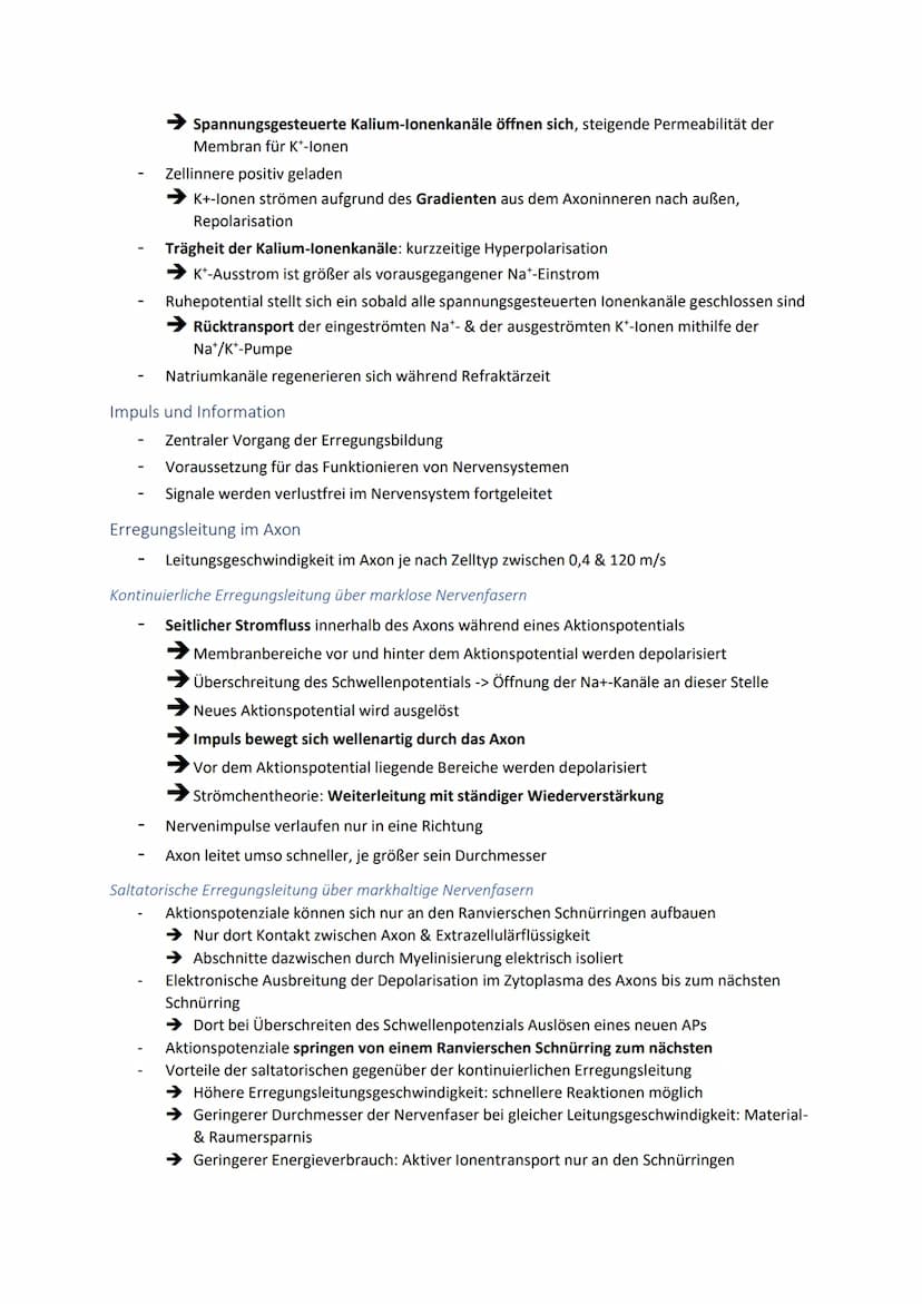 Neuronale Informationsverarbeitung
Neuron als Grundelement der Nervenzellen
Kleinster & wichtigster Baustein des Nervensystems
Dienen der In