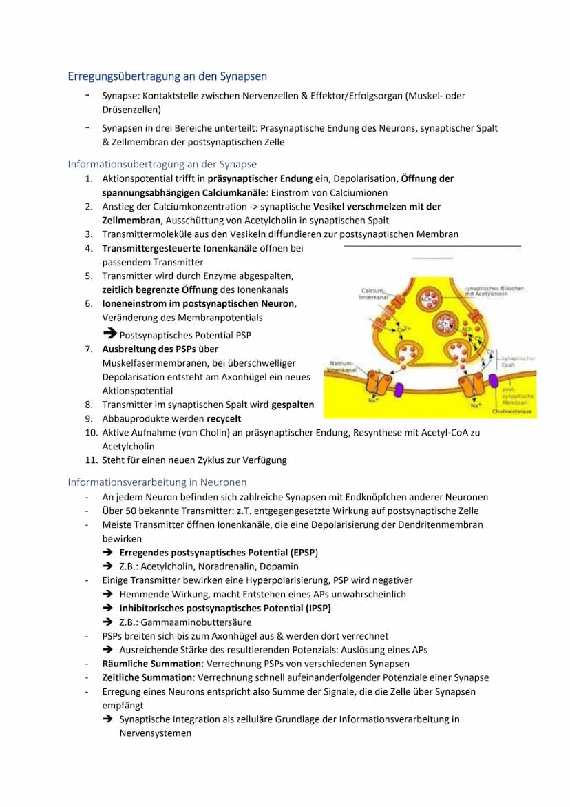 Neuronale Informationsverarbeitung
Neuron als Grundelement der Nervenzellen
Kleinster & wichtigster Baustein des Nervensystems
Dienen der In