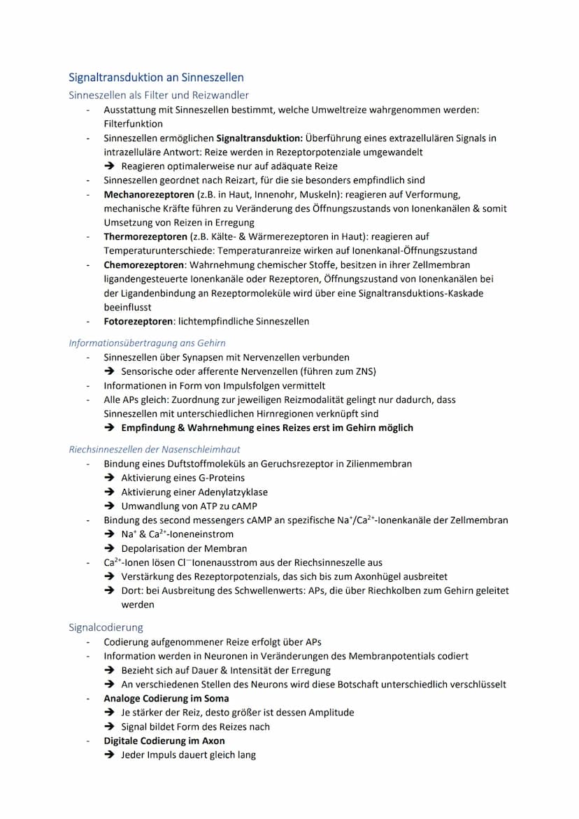 Neuronale Informationsverarbeitung
Neuron als Grundelement der Nervenzellen
Kleinster & wichtigster Baustein des Nervensystems
Dienen der In