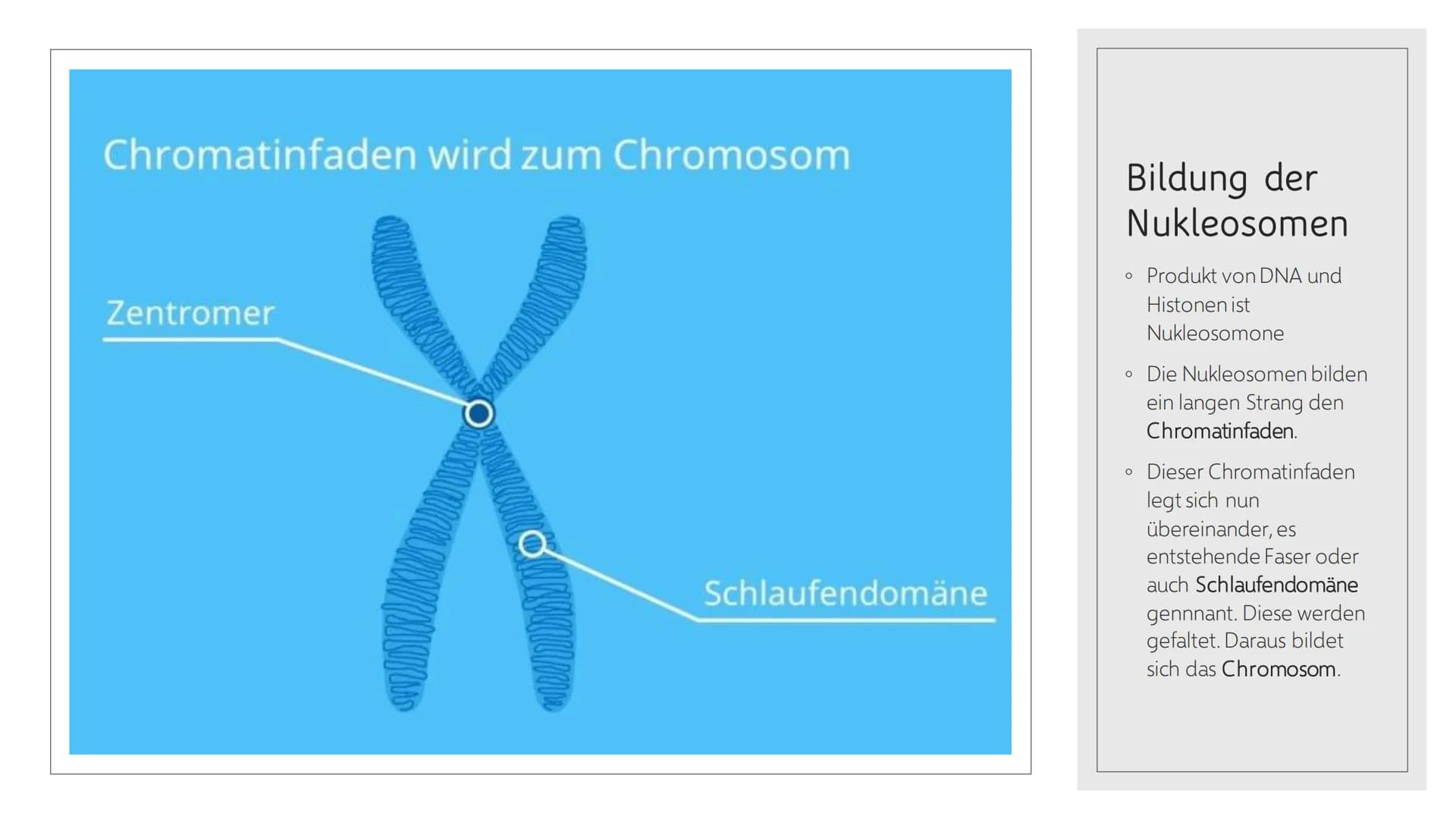 CHROMOSOMEN
Von Leonards Inhalt
o 1.-2. Titelbild + Inhalt
o 3. Definition von Chromoson
4. Definition und Begriff erklärungen wichtiger
Wör