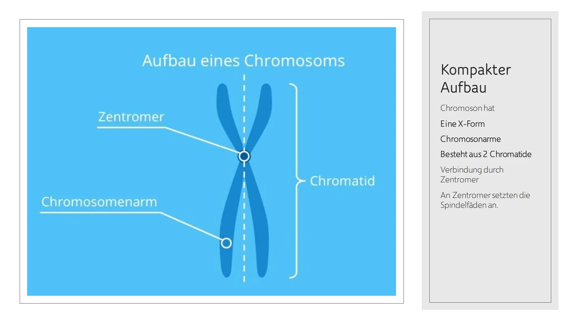 CHROMOSOMEN
Von Leonards Inhalt
o 1.-2. Titelbild + Inhalt
o 3. Definition von Chromoson
4. Definition und Begriff erklärungen wichtiger
Wör