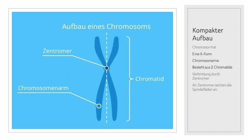 CHROMOSOMEN
Von Leonards Inhalt
o 1.-2. Titelbild + Inhalt
o 3. Definition von Chromoson
4. Definition und Begriff erklärungen wichtiger
Wör
