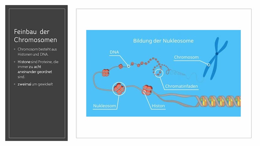 CHROMOSOMEN
Von Leonards Inhalt
o 1.-2. Titelbild + Inhalt
o 3. Definition von Chromoson
4. Definition und Begriff erklärungen wichtiger
Wör