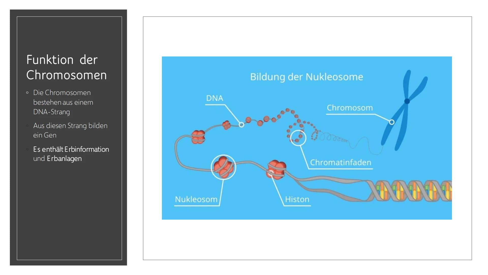 CHROMOSOMEN
Von Leonards Inhalt
o 1.-2. Titelbild + Inhalt
o 3. Definition von Chromoson
4. Definition und Begriff erklärungen wichtiger
Wör