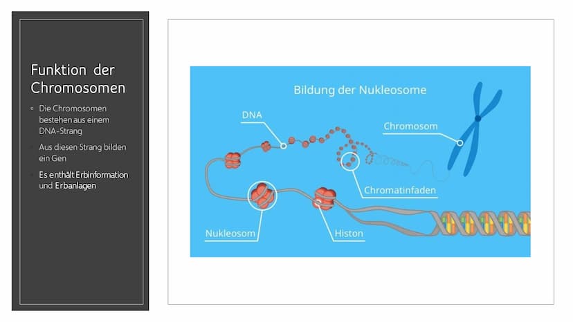 CHROMOSOMEN
Von Leonards Inhalt
o 1.-2. Titelbild + Inhalt
o 3. Definition von Chromoson
4. Definition und Begriff erklärungen wichtiger
Wör