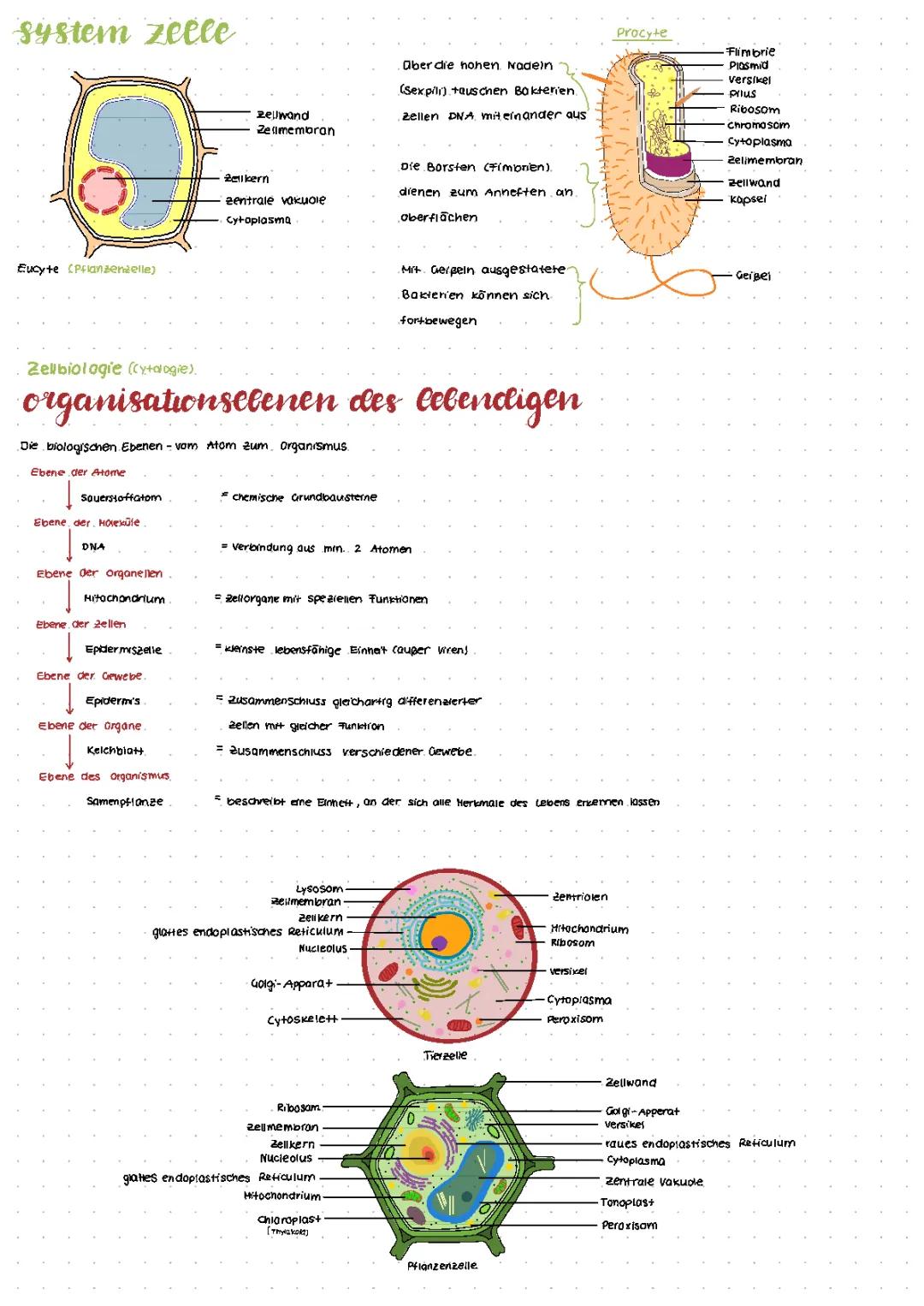 Die Struktur der Pflanzenzelle und ihre Unterschiede zu Prokaryoten und Eukaryoten