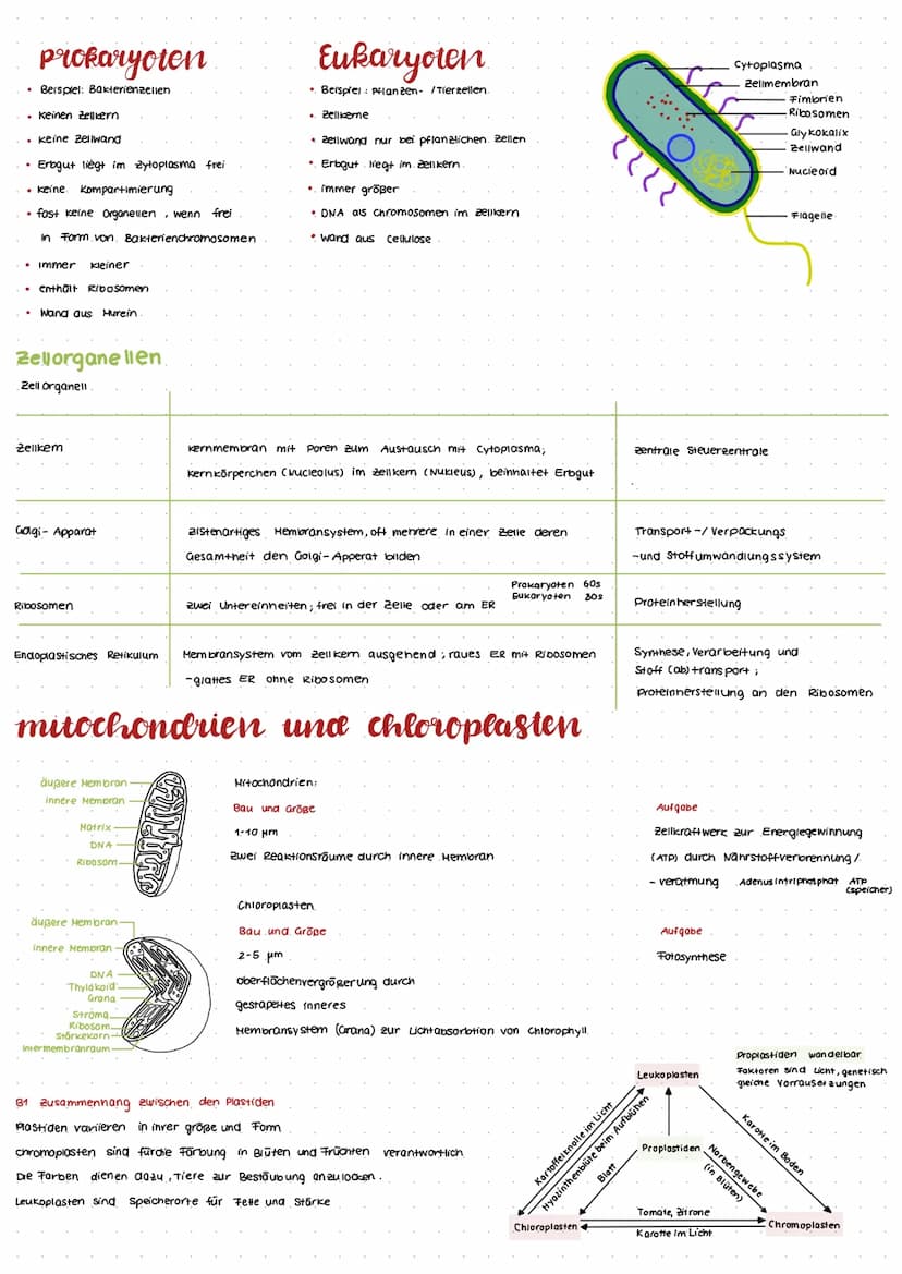 system zeele
Eucyte Pflanzenzelle)
Sauerstoffatom
Die biologischen Ebenen - vom Atom zum Organismus.
Ebene der Atome
Ebene, der Moleküle
DNA