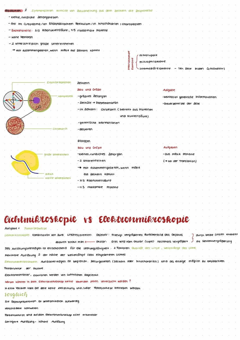 system zeele
Eucyte Pflanzenzelle)
Sauerstoffatom
Die biologischen Ebenen - vom Atom zum Organismus.
Ebene der Atome
Ebene, der Moleküle
DNA