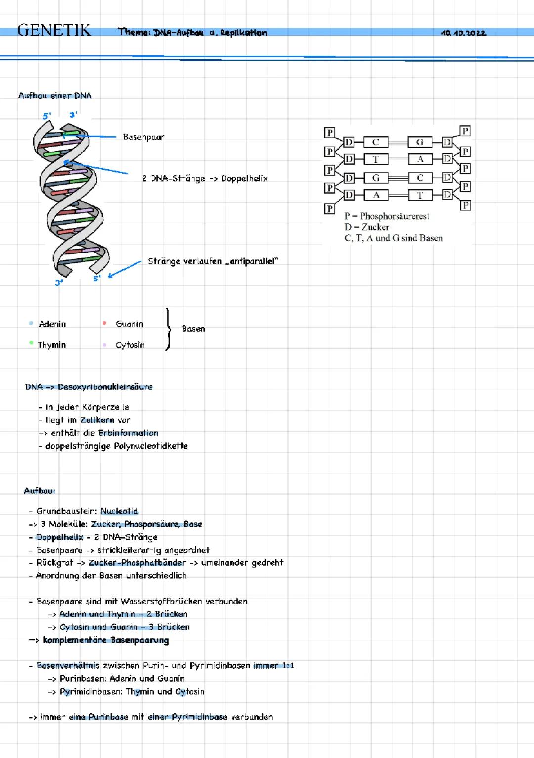 DNA-Aufbau und Replikation