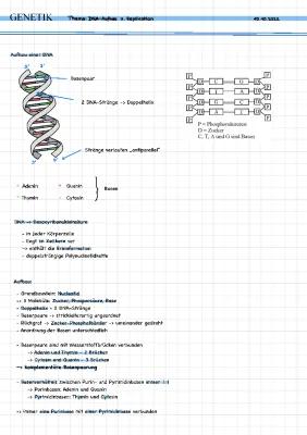 Know DNA-Aufbau und Replikation thumbnail