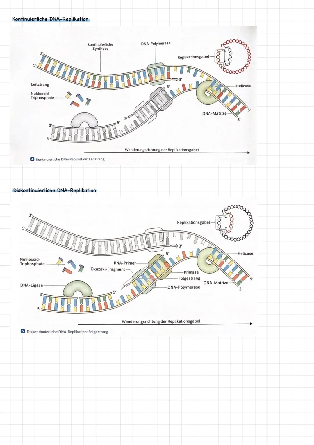 GENETIK
Aufbau einer DNA
5'
1000
• Adenin
●
Thymin
3'
Aufbau:
Thema: DNA-Aufbau u. Replikation
Basenpaar
2 DNA-Stränge -> Doppelhelix
Guanin