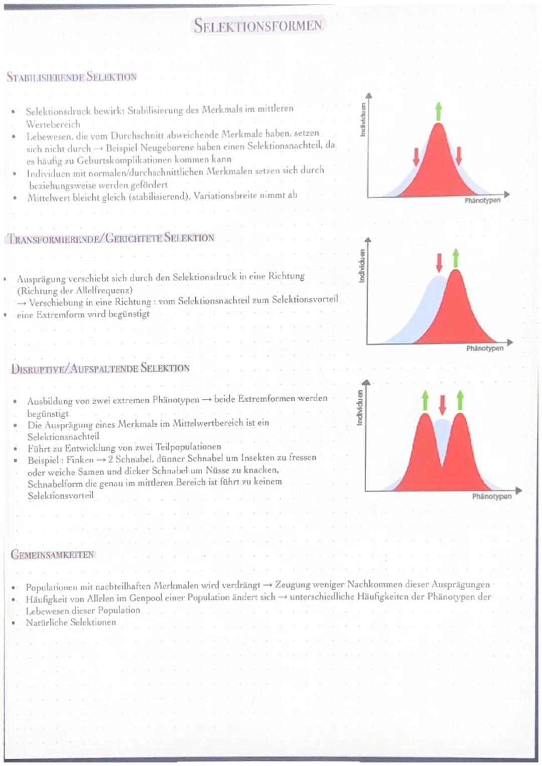 # SELEKTIONSFORMEN

STABILISIERENDE SELEKTION

- Selektionsdruck bewirkt Stabilisierung des Merkmals im mittleren
Wertebereich
- Lebewesen, 