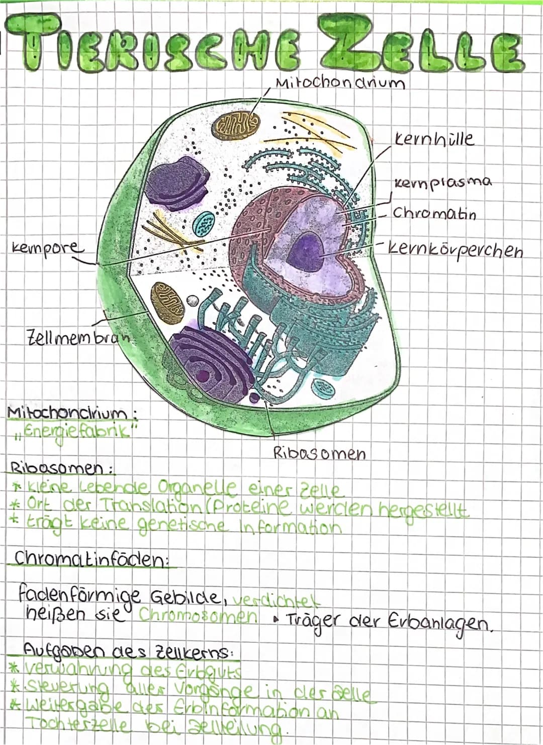 TIERISCHE ZELLE
Mitochon anum
kempore
Zellmembran
Mitochondrium :
#Energie fabrik"
24
kernhille
Aufgaben des Zellkerns
* Verwahrung des Erbg