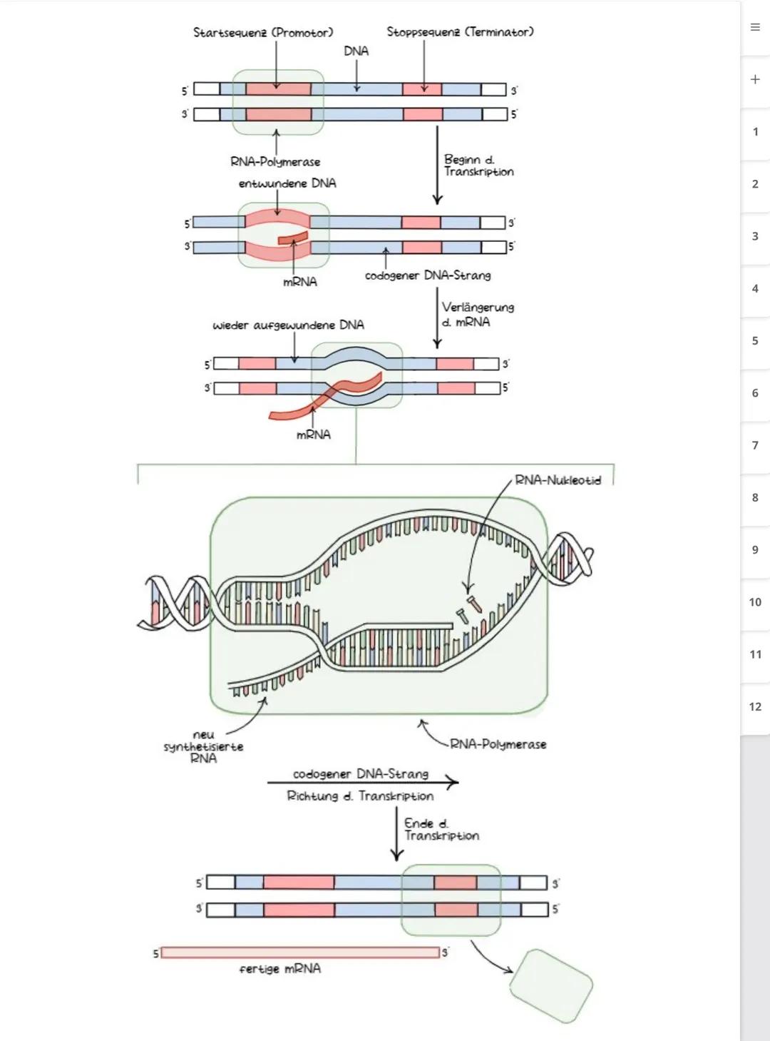 Biologie LK
Abiturvorbereitung abitur.nrw
Leistungskurs
Genetik
Meiose und Rekombination
Analyse von Familienstammbäu-
men
Proteinbiosynthes