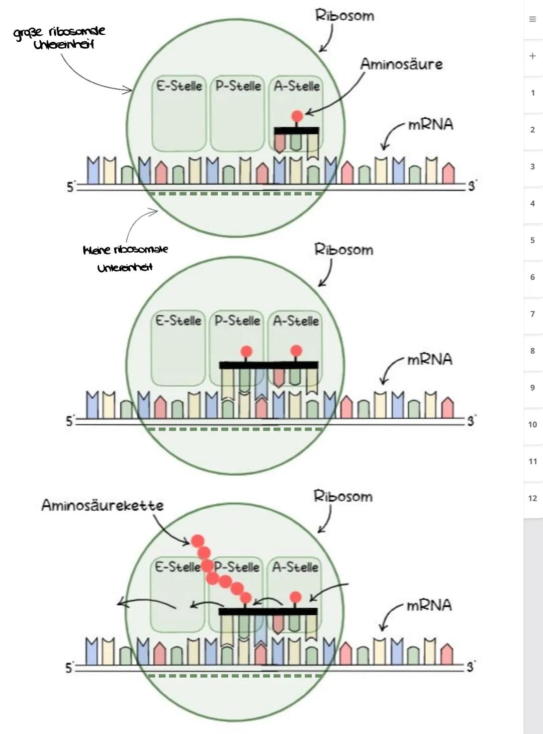 Biologie LK
Abiturvorbereitung abitur.nrw
Leistungskurs
Genetik
Meiose und Rekombination
Analyse von Familienstammbäu-
men
Proteinbiosynthes