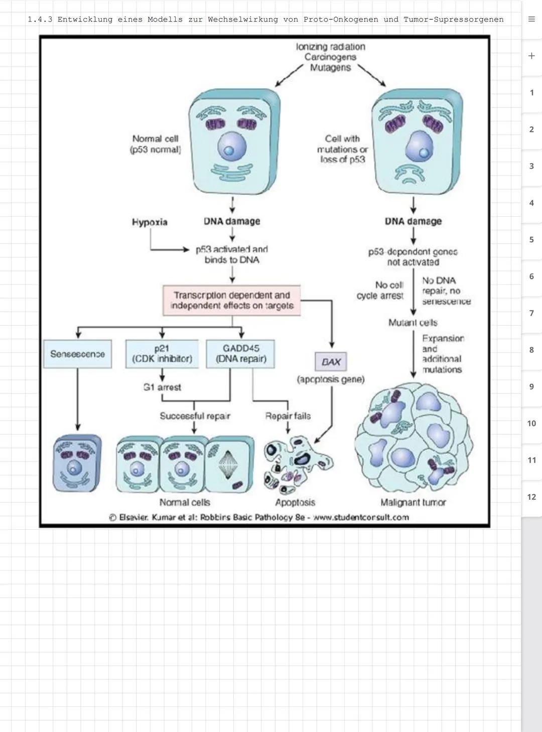 Biologie LK
Abiturvorbereitung abitur.nrw
Leistungskurs
Genetik
Meiose und Rekombination
Analyse von Familienstammbäu-
men
Proteinbiosynthes