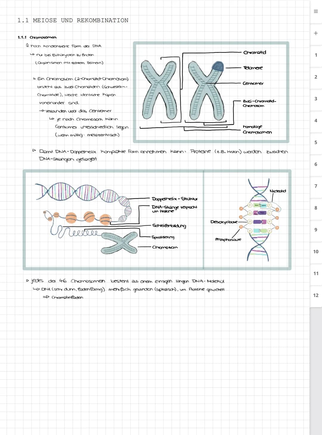 Biologie LK
Abiturvorbereitung abitur.nrw
Leistungskurs
Genetik
Meiose und Rekombination
Analyse von Familienstammbäu-
men
Proteinbiosynthes