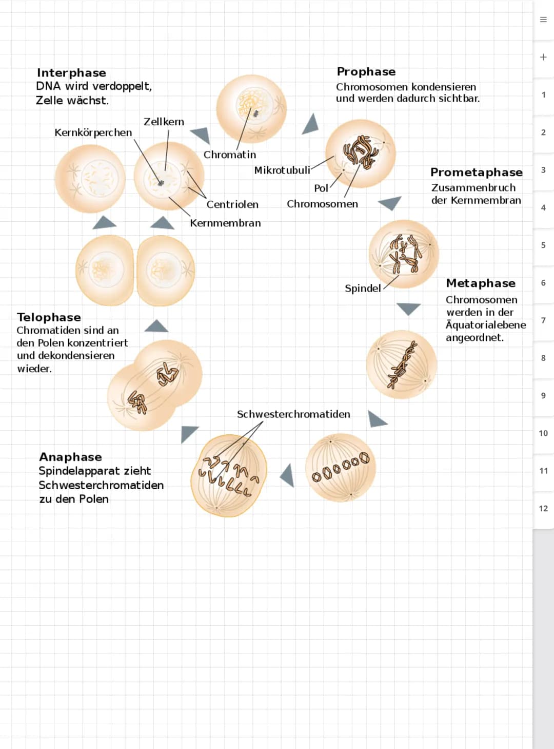 Biologie LK
Abiturvorbereitung abitur.nrw
Leistungskurs
Genetik
Meiose und Rekombination
Analyse von Familienstammbäu-
men
Proteinbiosynthes