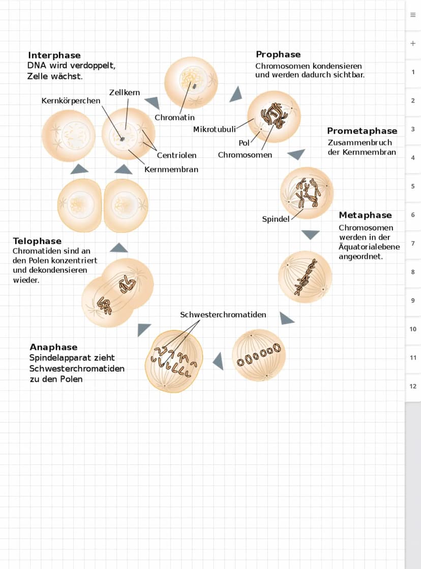 Biologie LK
Abiturvorbereitung abitur.nrw
Leistungskurs
Genetik
Meiose und Rekombination
Analyse von Familienstammbäu-
men
Proteinbiosynthes