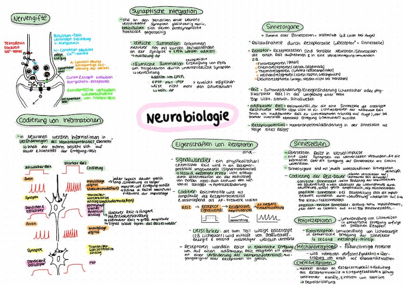 Ban einer Nervenzelle
Dendriten
präsynapt.
Endigung/
Endknöpfchen
Somal
Dendriten
Mitochondrium
Zell kern
Soma
(zellkörper)
Informations-
au