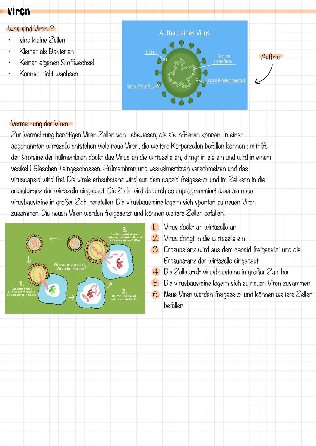 immunsystem
1. Das Immunsystem versucht, den Körper nach
dem ersten eindringen bestimmter
Mikroorganismen durch die Reaktion der
Lymphozyten