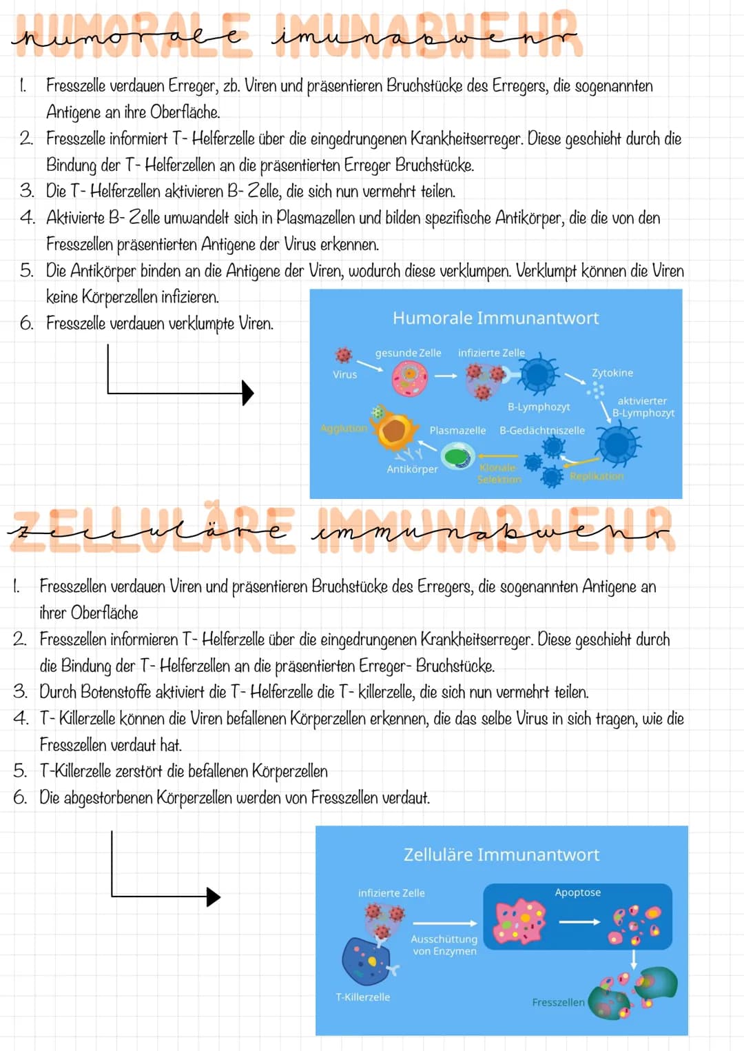 immunsystem
1. Das Immunsystem versucht, den Körper nach
dem ersten eindringen bestimmter
Mikroorganismen durch die Reaktion der
Lymphozyten