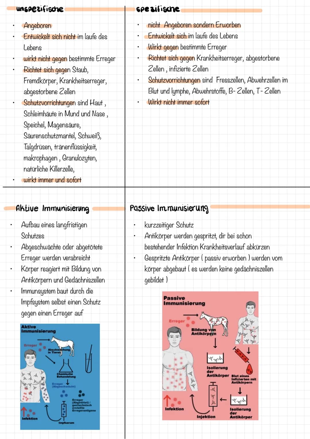 immunsystem
1. Das Immunsystem versucht, den Körper nach
dem ersten eindringen bestimmter
Mikroorganismen durch die Reaktion der
Lymphozyten