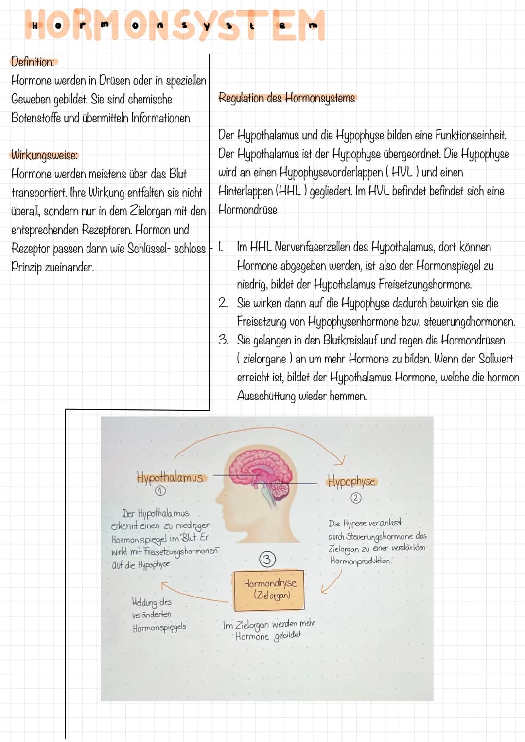 immunsystem
1. Das Immunsystem versucht, den Körper nach
dem ersten eindringen bestimmter
Mikroorganismen durch die Reaktion der
Lymphozyten