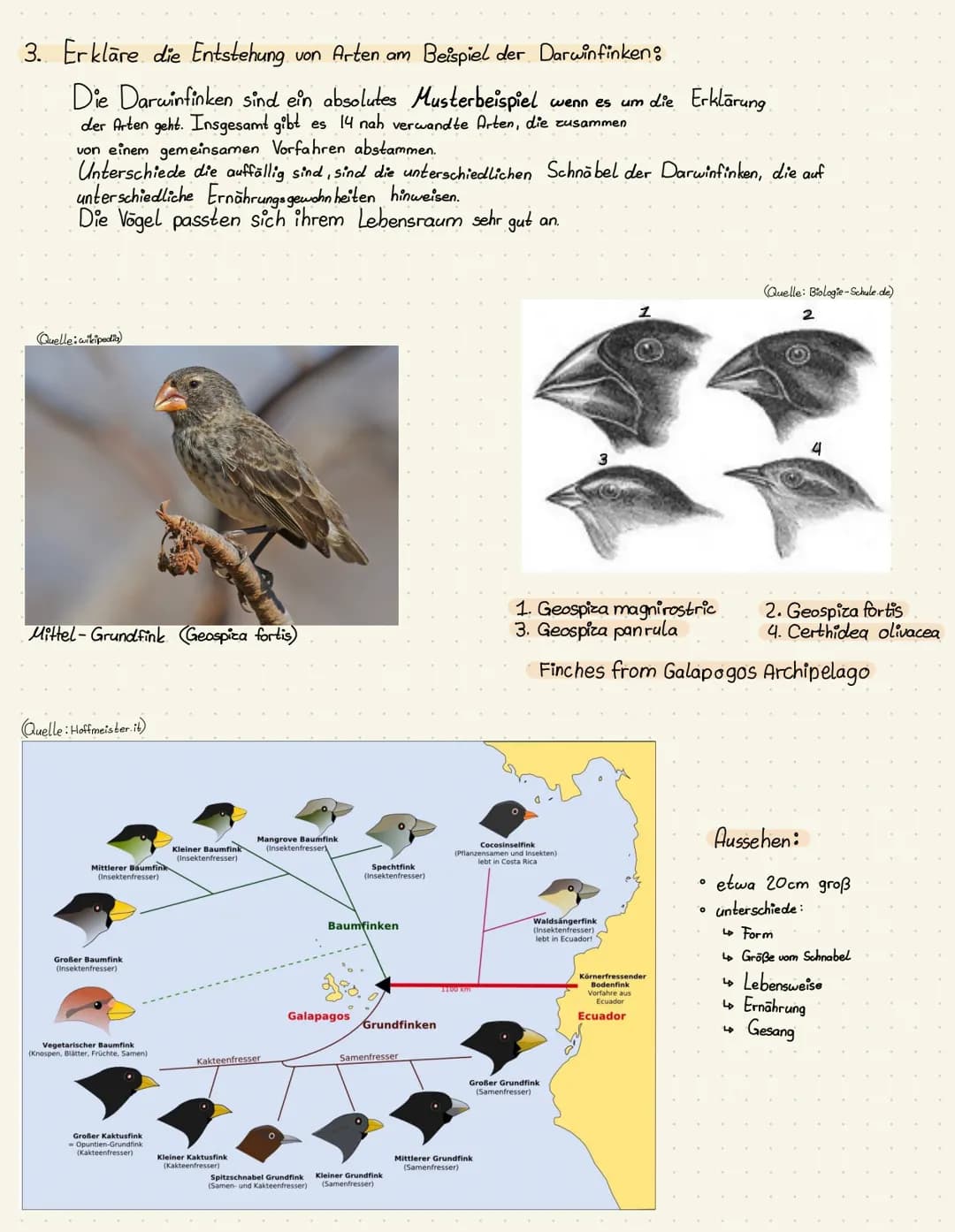 Portfolio:
Evolution
$8
发
Von: Patrycja Szura 18 Brainstorming
Tiere
Entwicklung
Menschen
Bakterien
Evolution
Biologische
Homologe Entwicklu