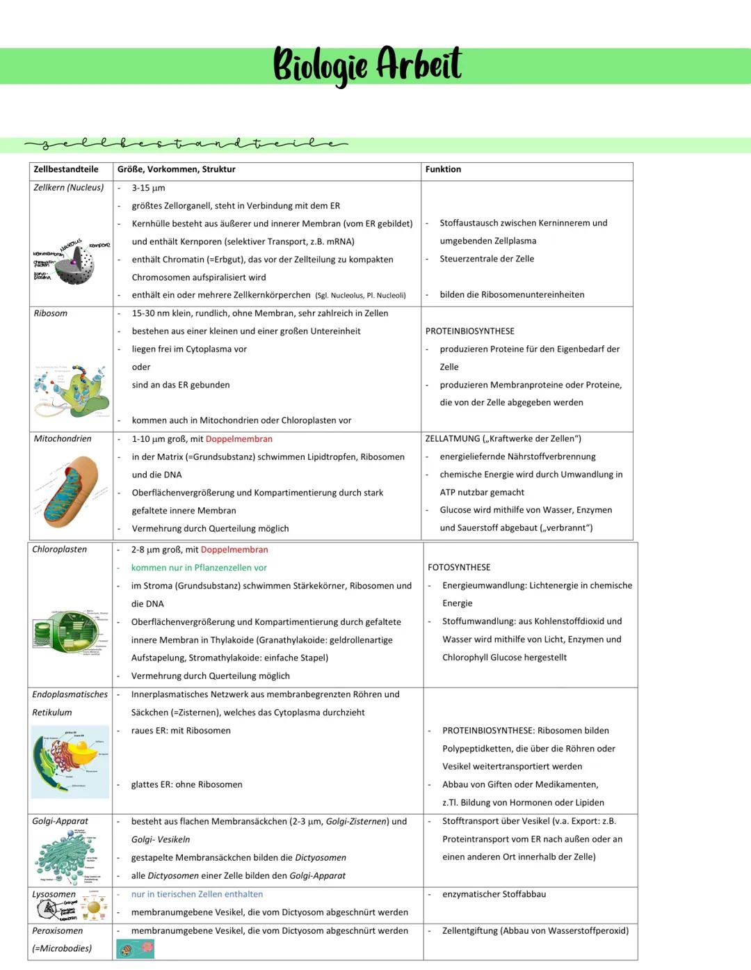 Zellkern (Nucleus)
Zellbestandteile Größe, Vorkommen, Struktur
3-15 μm
größtes Zellorganell, steht in Verbindung mit dem ER
Kernhülle besteh