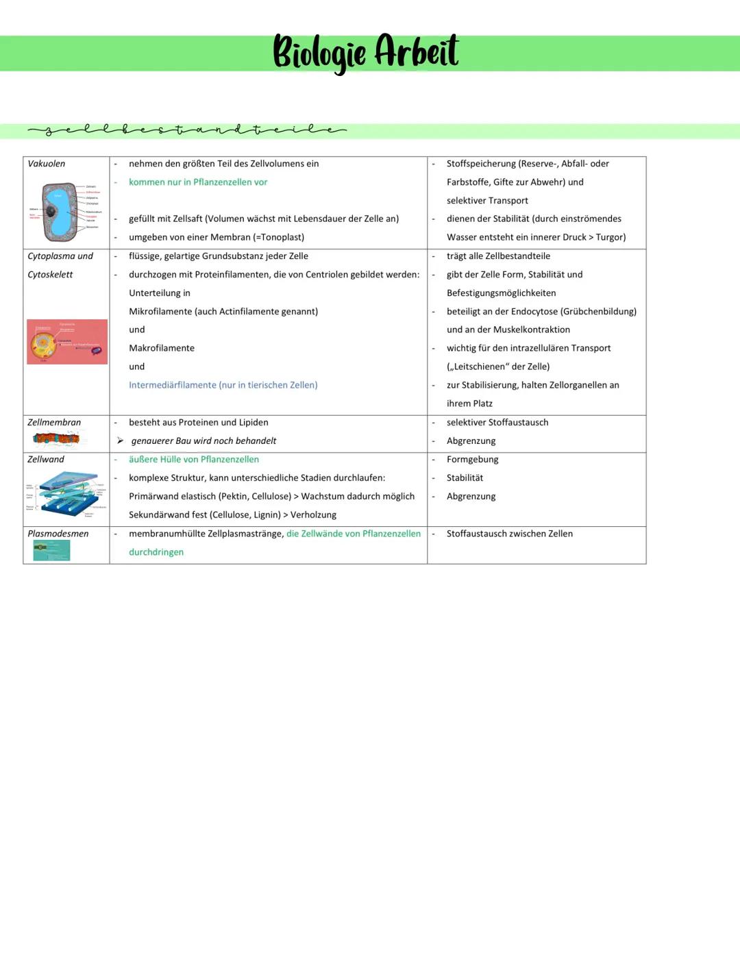 Zellkern (Nucleus)
Zellbestandteile Größe, Vorkommen, Struktur
3-15 μm
größtes Zellorganell, steht in Verbindung mit dem ER
Kernhülle besteh