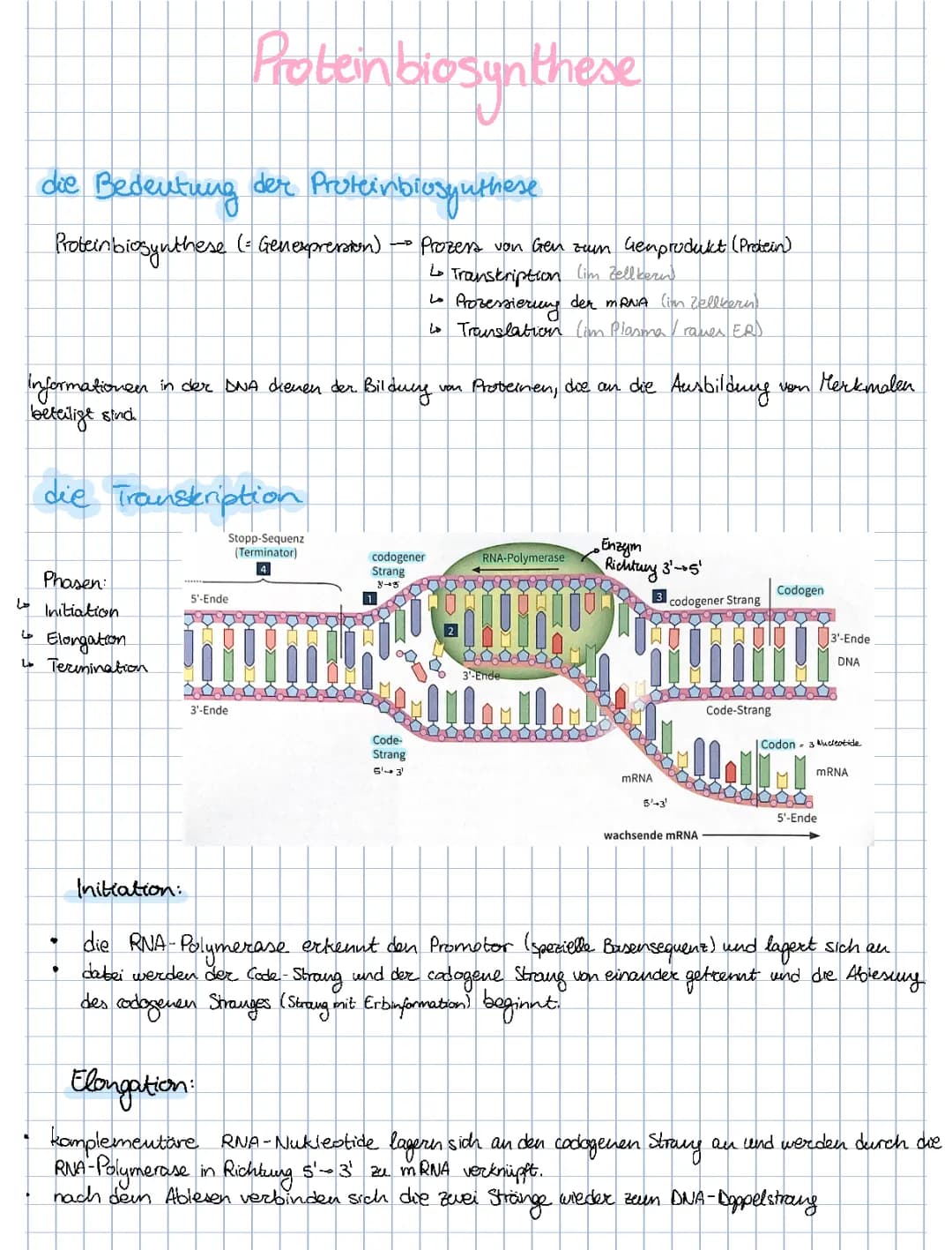 Proteinbiosynthese, Mutationen, Genwirkkette und genetischer Block