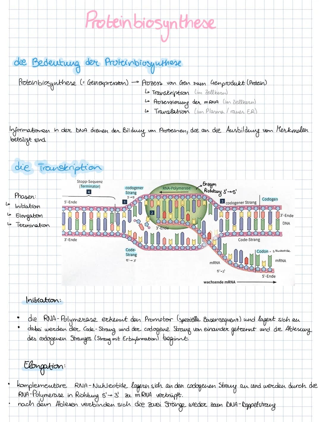 Lo
Informationen
beteiligt sind.
die Transkription
Stopp-Sequenz
(Terminator)
4
ما
die Bedeutung der Protein biosynthese
Protein biosynthese