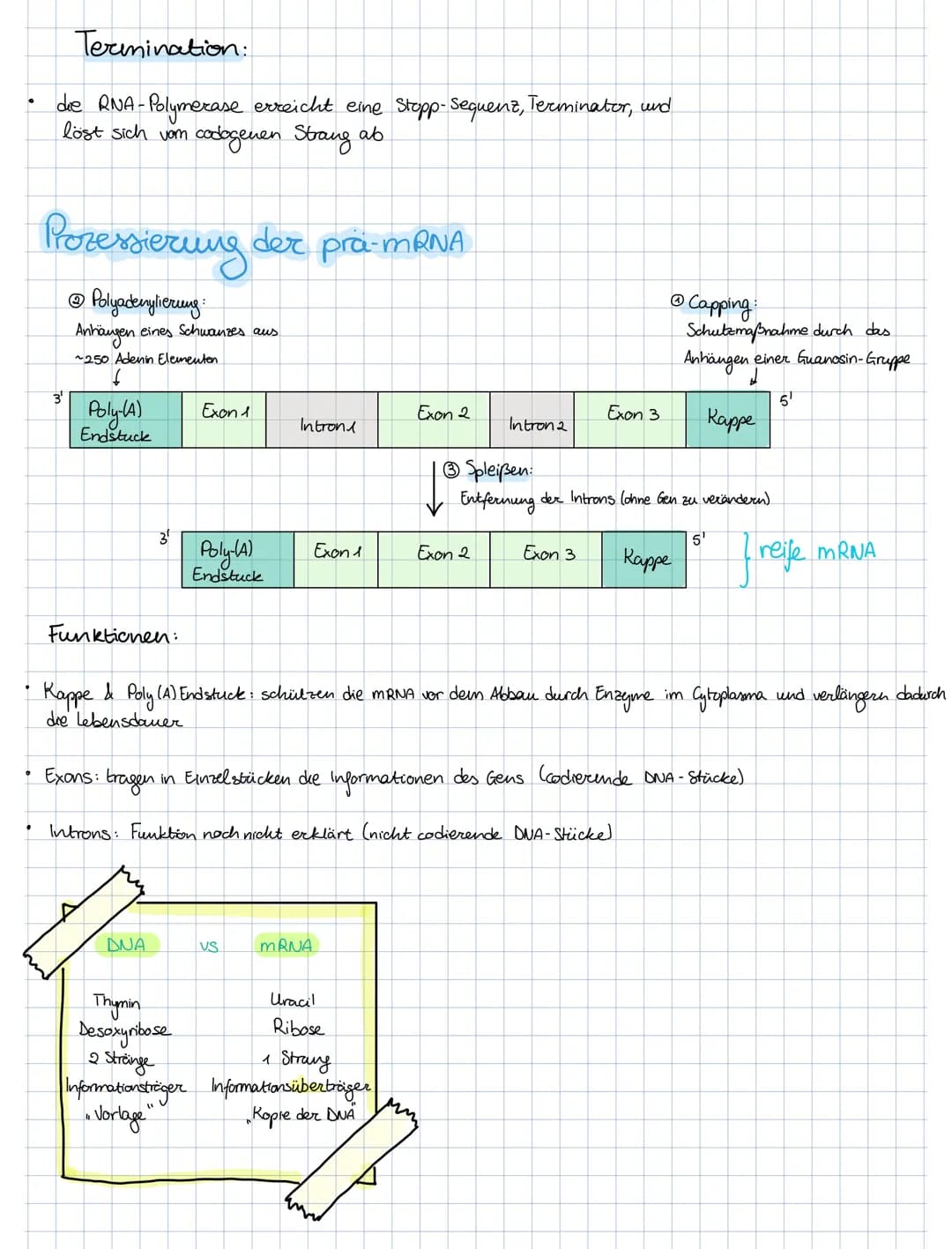 Lo
Informationen
beteiligt sind.
die Transkription
Stopp-Sequenz
(Terminator)
4
ما
die Bedeutung der Protein biosynthese
Protein biosynthese
