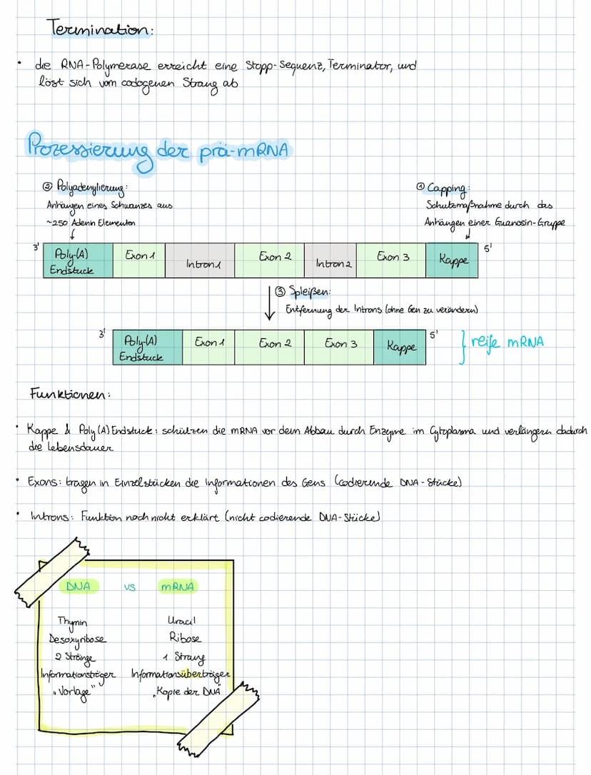 Lo
Informationen
beteiligt sind.
die Transkription
Stopp-Sequenz
(Terminator)
4
ما
die Bedeutung der Protein biosynthese
Protein biosynthese
